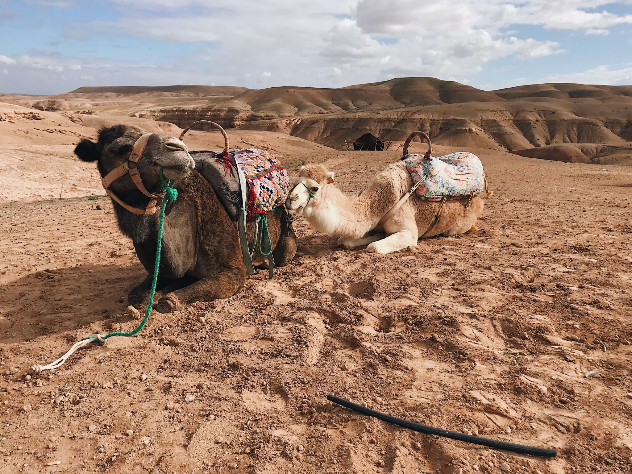 Excursions à Marrakech Balade à dos de chameau