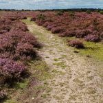Things to do in the New Forest