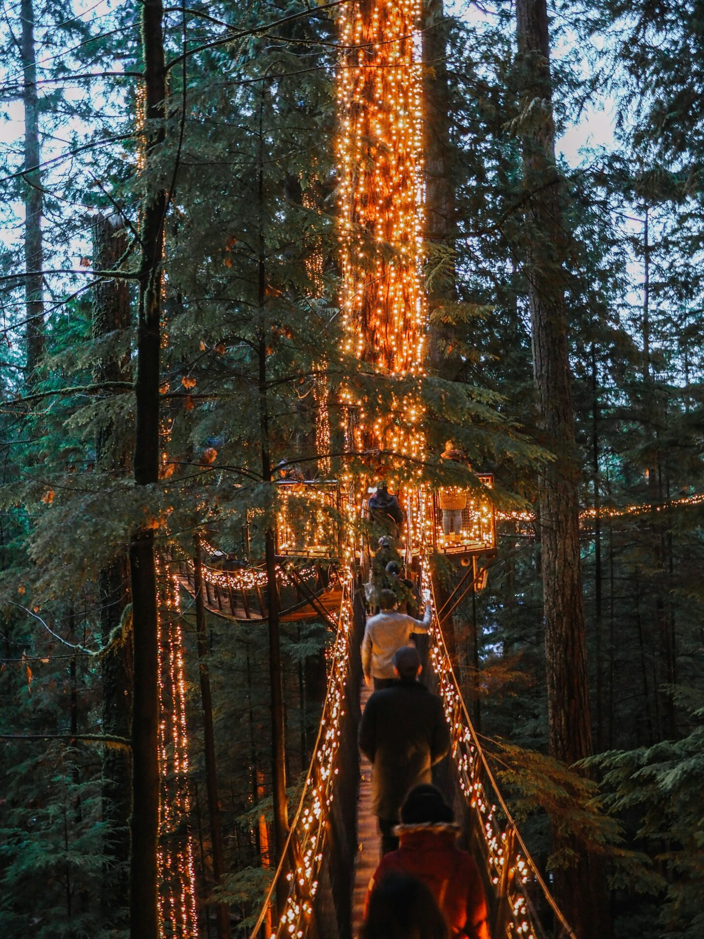 Capilano Canyon Lights Show