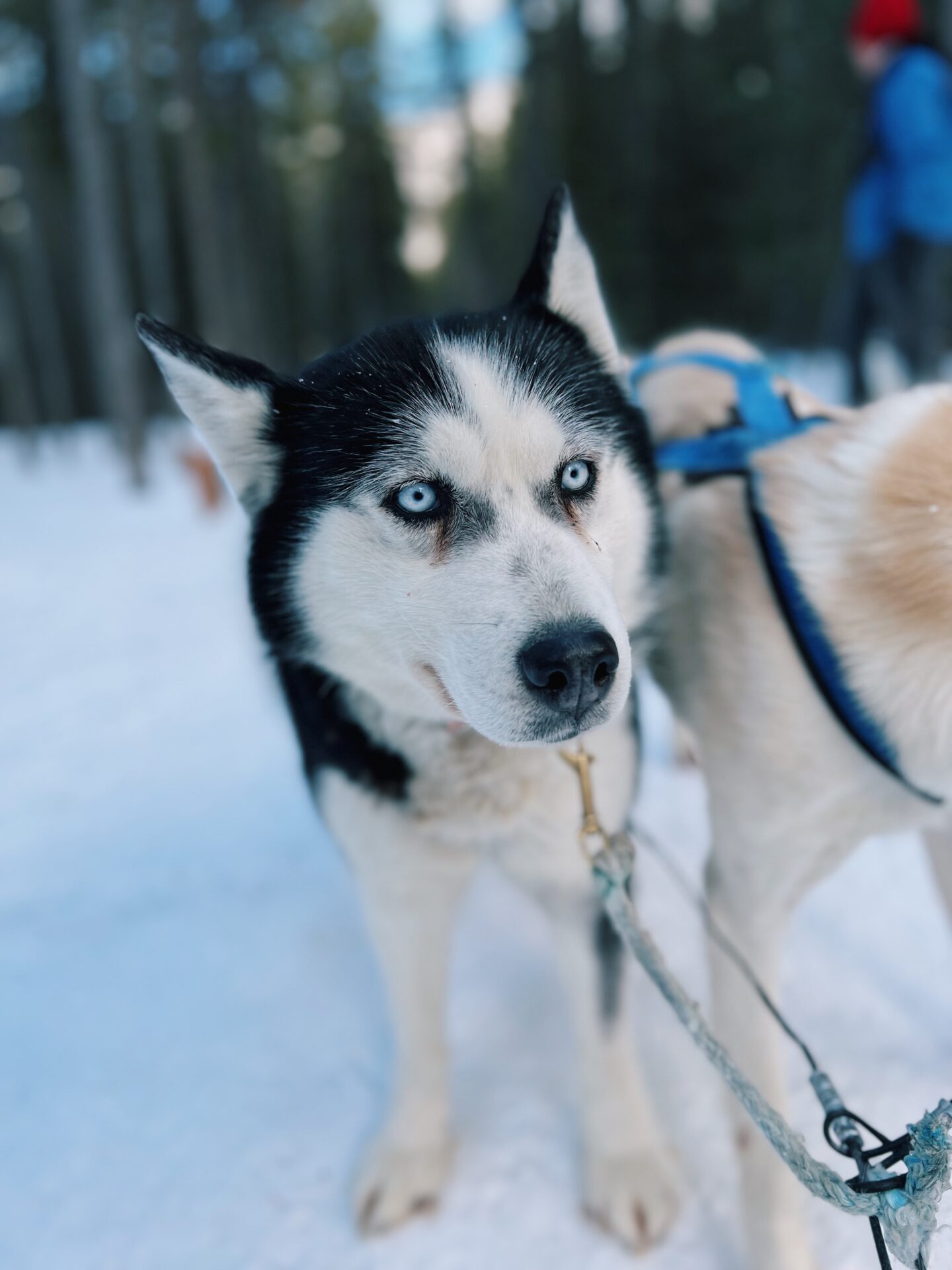 Winter in Banff Dog Sledding