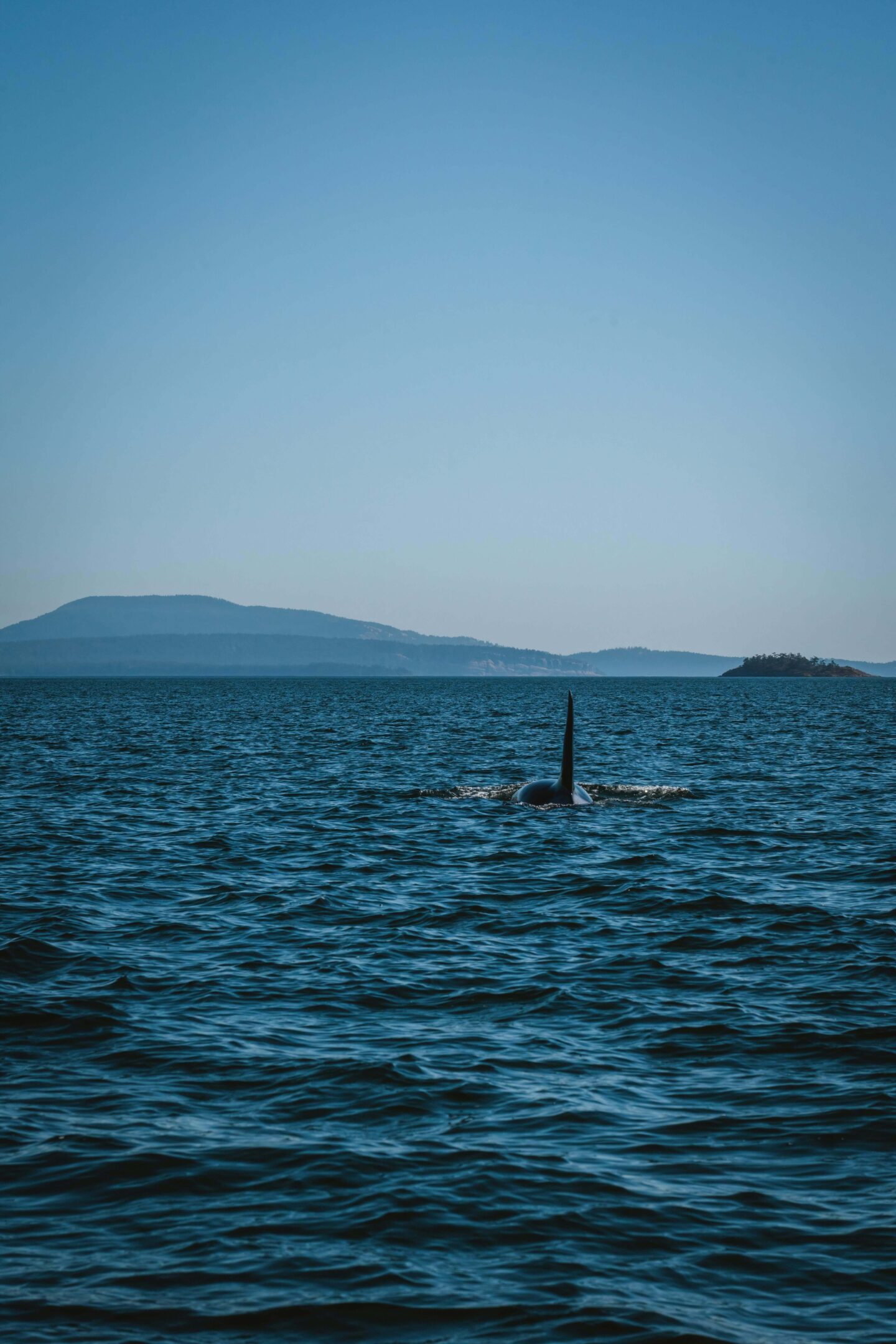 Vancouver Island Whale Watching